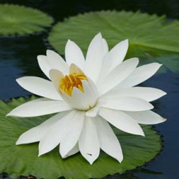 Lotus White - Nymphaea Alba, Water Lily